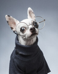 dog, small dogs, animal, pet, pinscher, chihuahua, small, funny, cute