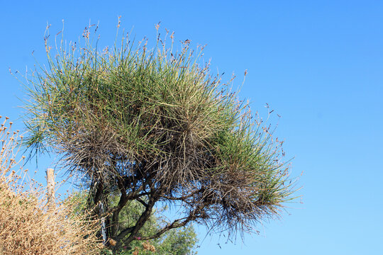 Arbusto aghiforme stagliato nel cielo