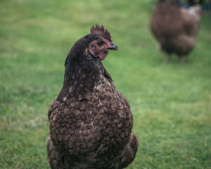 Free range chickens enjoying the freedom to roam