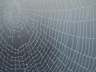 Dew covered spiders web in the morning