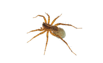Thinlegged wolf spider with egg sac isolated on white background, Pardosa sp.