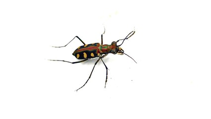 Cicindela aurulenta on white background