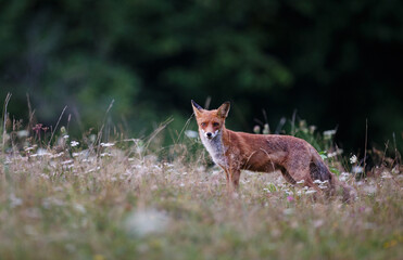 Red fox, vulpes vulpes on forest meadow, transylvania