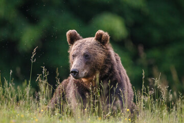 Carpathian brown bear portrait, in natural environment in the woods of Romania, with forest background.