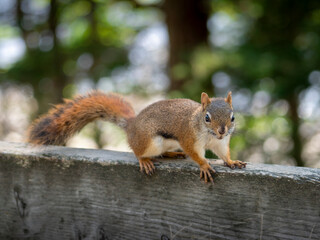 Naklejka na ściany i meble Funny red squirrel on park fence