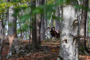 Muflon portrait taken in a transylvanian forest. Romanian wildlife in autumn.