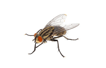 Flesh fly isolated on white background, Sarcophaga sp.