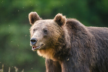 Carpathian brown bear portrait, in natural environment in the woods of Romania, with forest background.