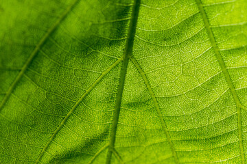 green leaf macro