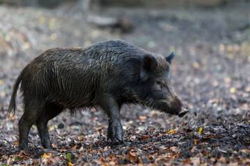 Wild boar in transylvanian forest . Wildlife in natural habitat