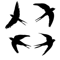 Swallow silhouette. Isolated swallow on white background.