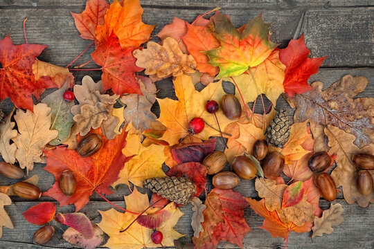 autumn bright leaves, acorns, cones on wooden board. Autumn natural Background. symbol of fall season, Thanksgiving holiday. flat lay