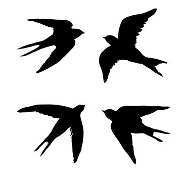 Swallow silhouette. Isolated swallow on white background.