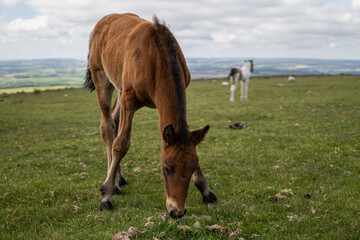 Obraz premium Young brown and wild horse walking in the middle of nature during a sunny day in the UK