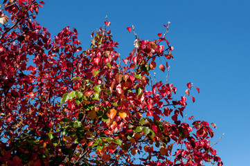 Fall season. Red tree leaves autumn background