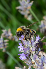 Bumblebee sitting on the lavender.
