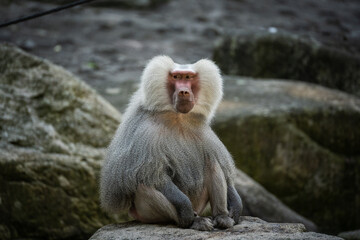 Hamadryas baboon resting on a rock