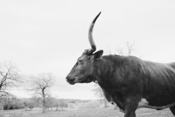 Texas longhorn cow sleeping in farm field, exhaustion concept.
