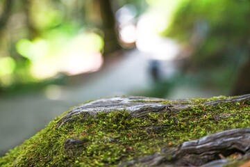 Beautiful green macro moss on the floor background