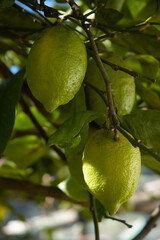 Limoni