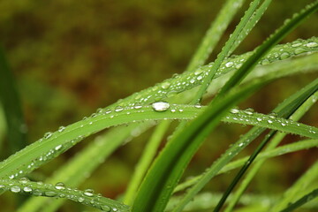 Naklejka premium 露