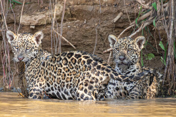 Jaguar cubs in the Pantanal