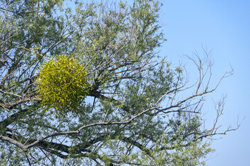 Mistletoe (Viscum album) growing in an old willow tree, an evergreen parasitic plant, said to have...