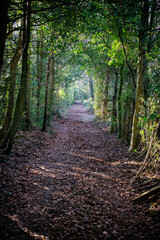 tree tunnel in old forest, ireland