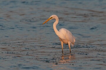 Fenicotteri nelle Saline di Nubia in Sicilia