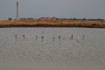 Fenicotteri nelle Saline di Nubia in Sicilia