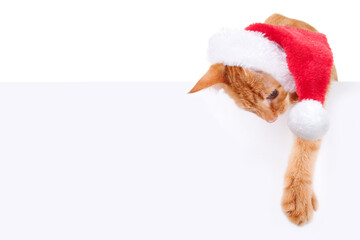 Christmas pet kitten cat in Xmas Santa hat hold over sign