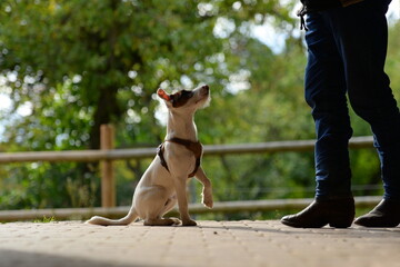 Sitz, Platz, Bleib. Süßer junger Terrier beim Hundetraining