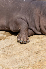 Hippopotamus leg, toes and nails of a large animal