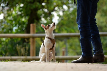 Sitz, Platz, Bleib. Süßer junger Terrier beim Hundetraining