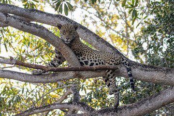 Jaguar on the tree