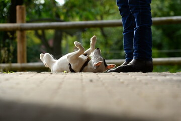 Sitz, Platz, Bleib. Süßer junger Terrier beim Hundetraining