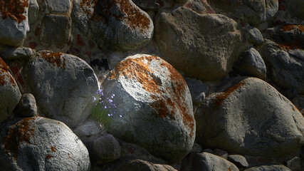 sunlight on the flowers in the stone wall