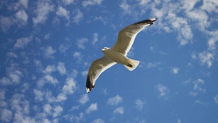 seagull in the sky