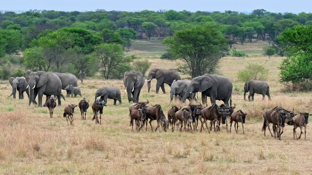A herd of blue wildebeest (Connochaetes taurinus) on great migration passing in front of a herd of African bush elephant (Loxodonta africana) in Serengeti National Park, Tanzania, Africa