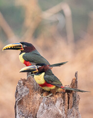 Chestnut eared aracari