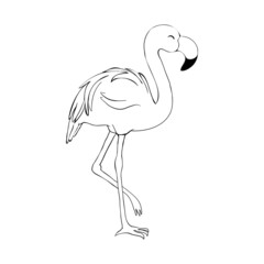 Hand drawn pink flamingo, colorful sketch style vector illustration isolated on white background. Hand drawing of pink flamingo, scientific ornithological illustration