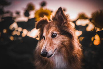 Shetland shepherd dog close up portrait on a sunflower field, summertime, golden hour