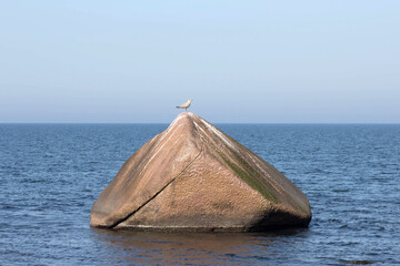 Möwe auf großem Fels am Ostseeufer