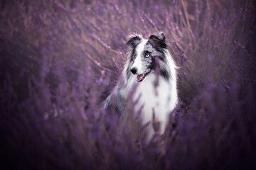 Shetland shepherd portrait on a lavender field, summer time, flowers