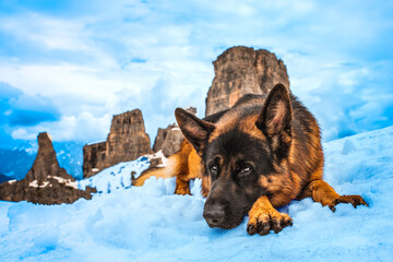German shepherd dog relaxing in front of Cinque Torri in the Dolomites, Italy