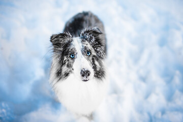 Shetland shepherd dog in the snow, winter time, cold time