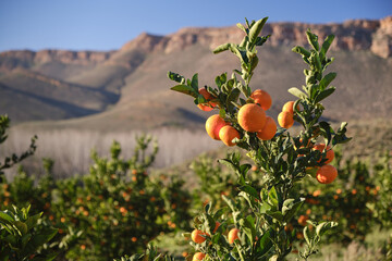 Mandarin orange tree in citrus orchard with mountain background on a sunny afternoon.