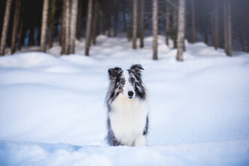 Shetland shepherd dog in a wood with snow, winter time, natural environment