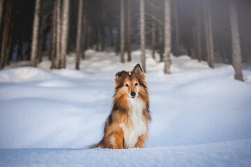 Shetland shepherd dog in a wood with snow, winter time, natural environment
