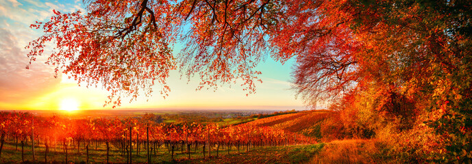 Dreamy autumn sunset landscape panorama, a gorgeous rural scene with road of grapevine on a hill with the branches of red trees hanging above them